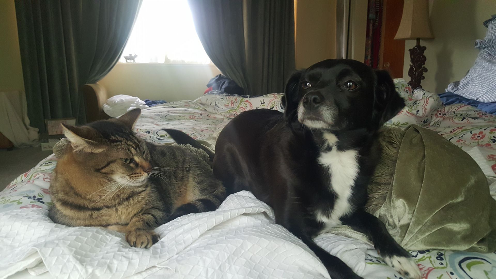 Readers pet photos